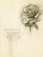 Роза (рисунок графитом)